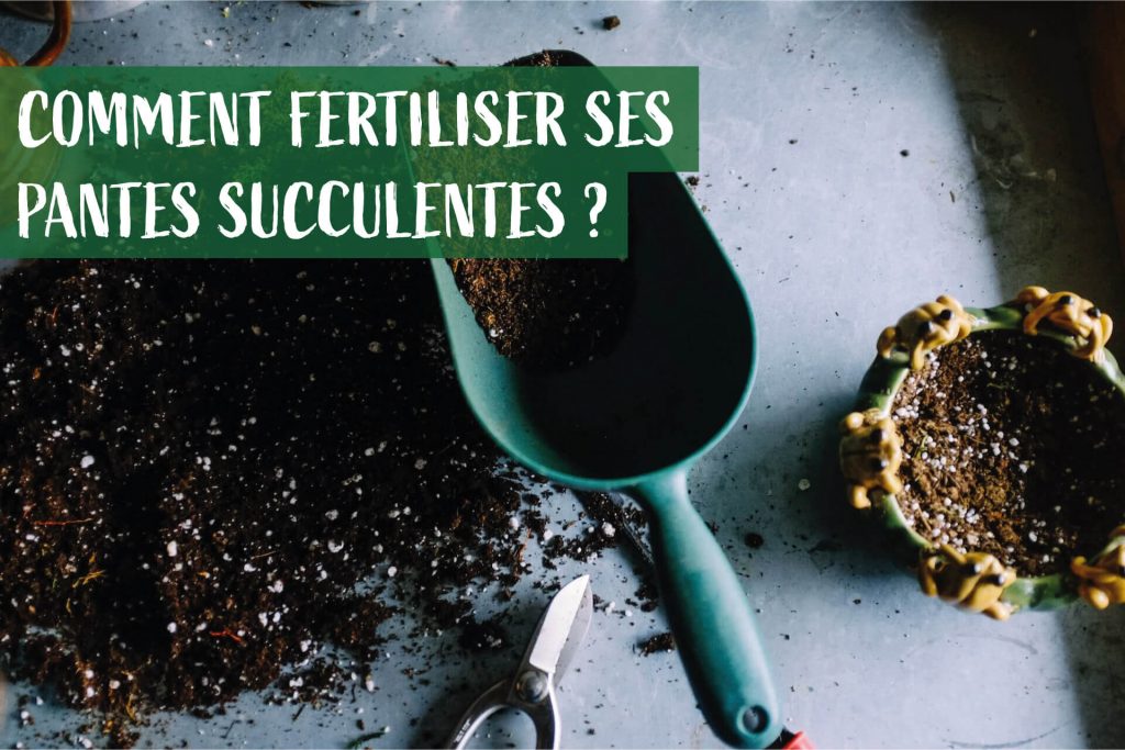 Comment fertiliser ses plantes succulentes ?
