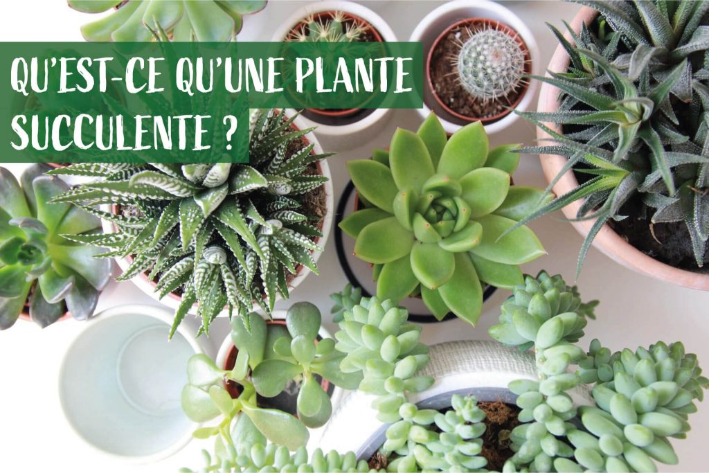 Qu’est-ce qu’une plante succulente ?